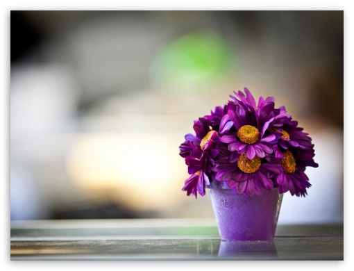 Flower Pot Purple Petals UltraHD Wallpaper for Standard 4:3 Fullscreen UXGA XGA SVGA ; iPad 1/2/Mini ; Mobile 4:3 - UXGA XGA SVGA ;