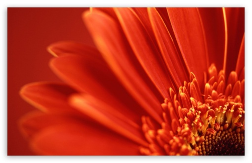 Flower Red Color UltraHD Wallpaper for HD 16:9 ; Widescreen 16:10 5:3 ; Fullscreen 4:3 3:2 ;