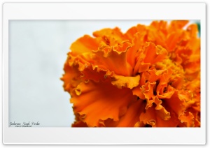 Flower Shot Ultra HD Wallpaper for 4K UHD Widescreen desktop, tablet & smartphone