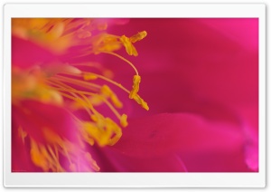 Flower Stamens, Macro Ultra HD Wallpaper for 4K UHD Widescreen desktop, tablet & smartphone