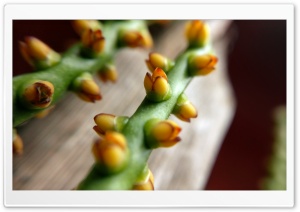 Flower Stem Ultra HD Wallpaper for 4K UHD Widescreen desktop, tablet & smartphone