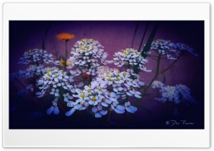 Flower Storm Ultra HD Wallpaper for 4K UHD Widescreen desktop, tablet & smartphone