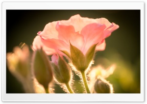 Flower, Sunshine Ultra HD Wallpaper for 4K UHD Widescreen desktop, tablet & smartphone
