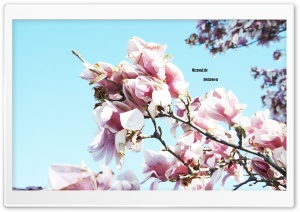 Flower Tree Ultra HD Wallpaper for 4K UHD Widescreen desktop, tablet & smartphone