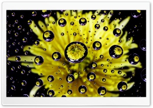 Flower Water Drop Reflection Ultra HD Wallpaper for 4K UHD Widescreen desktop, tablet & smartphone