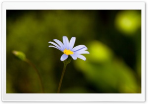 Flower With Blue Petals Ultra HD Wallpaper for 4K UHD Widescreen desktop, tablet & smartphone