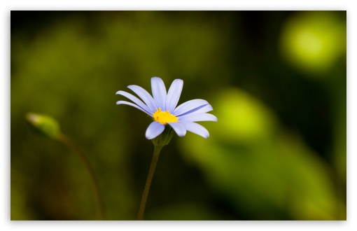 Flower With Blue Petals UltraHD Wallpaper for UHD 16:9 ; HD 16:9 ; UltraWide 32:9 32:10 ; Widescreen 16:10 5:3 ; Fullscreen 4:3 5:4 3:2 ; Tablet 1:1 ; Mobile 3:5 3:4 ; Dual 16:10 5:3 16:9 4:3 5:4 ;