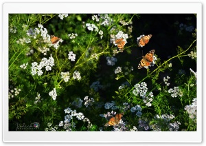 Flower with Butterfly Ultra HD Wallpaper for 4K UHD Widescreen desktop, tablet & smartphone