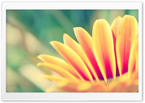 Flower With Orange Petals Ultra HD Wallpaper for 4K UHD Widescreen desktop, tablet & smartphone