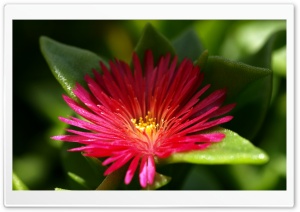 Flower With Red Thin Petals Ultra HD Wallpaper for 4K UHD Widescreen desktop, tablet & smartphone