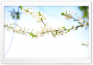 Flowering Ultra HD Wallpaper for 4K UHD Widescreen desktop, tablet & smartphone