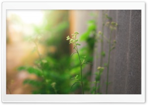 Flowering Grasses Ultra HD Wallpaper for 4K UHD Widescreen desktop, tablet & smartphone