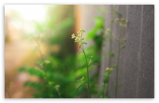 Flowering Grasses UltraHD Wallpaper for UHD 16:9 ; HD 16:9 ; UltraWide 21:9 24:10 ; Widescreen 16:10 5:3 ; Fullscreen 4:3 5:4 3:2 ; Tablet 1:1 ; Mobile 9:16 2:3 3:5 3:4 ;