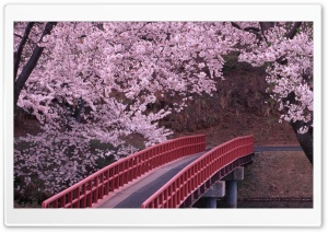Flowering trees bridge river spring flower Ultra HD Wallpaper for 4K UHD Widescreen desktop, tablet & smartphone