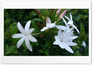 Flowers 4K UHD Wallpaper for Widescreen and UltraWide Desktop, UltraHD TV, Smartphone, Tablet