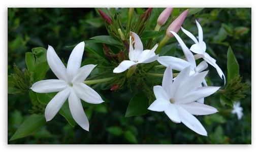 Flowers UltraHD Wallpaper for HD 16:9 ;