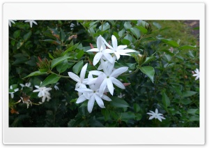 Flowers 4K UHD Wallpaper for Widescreen and UltraWide Desktop, UltraHD TV, Smartphone, Tablet