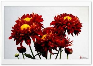 flowers 4K UHD Wallpaper for Widescreen and UltraWide Desktop, UltraHD TV, Smartphone, Tablet