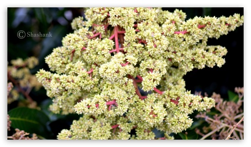 Flowers UltraHD Wallpaper for UHD 16:9 ; HD 16:9 ;