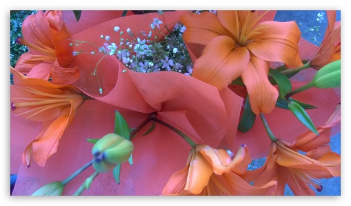 Flowers UltraHD Wallpaper for HD 16:9 ;