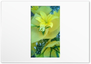 Flowers 4K UHD Wallpaper for Widescreen and UltraWide Desktop, UltraHD TV, Smartphone, Tablet