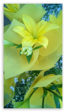 Flowers 4K UHD Background Wallpaper for UltraHD Desktop and TV