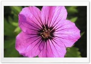 Flowers 24 4K UHD Wallpaper for Widescreen and UltraWide Desktop, UltraHD TV, Smartphone, Tablet