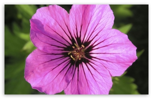 Flowers 24 UltraHD Wallpaper for HD 16:9 ; Widescreen 16:10 5:3 ; Fullscreen 4:3 3:2 ;