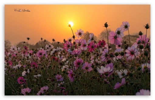 Flowers UltraHD Wallpaper for Widescreen 16:10 ;