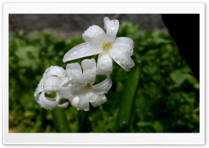 Flowers 4K UHD Wallpaper for Widescreen and UltraWide Desktop, UltraHD TV, Smartphone, Tablet