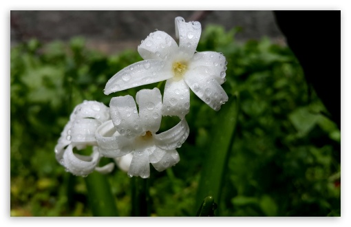 Flowers UltraHD Wallpaper for UHD 16:9 ; HD 16:9 ; Widescreen 16:10 ; Fullscreen 4:3 3:2 ;