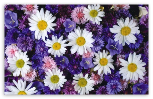 Flowers UltraHD Wallpaper for Wide 16:10 Widescreen WHXGA WQXGA WUXGA WXGA ;