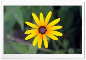 Flowers 30 Ultra HD Wallpaper for 4K UHD Widescreen desktop, tablet & smartphone
