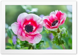 Flowers 4K UHD Wallpaper for Widescreen and UltraWide Desktop, UltraHD TV, Smartphone, Tablet