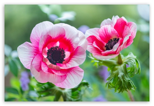 Flowers UltraHD Wallpaper for Fullscreen 3:2 ;