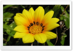 Flowers 38 Ultra HD Wallpaper for 4K UHD Widescreen desktop, tablet & smartphone