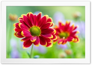 Flowers 4K UHD Wallpaper for Widescreen and UltraWide Desktop, UltraHD TV, Smartphone, Tablet