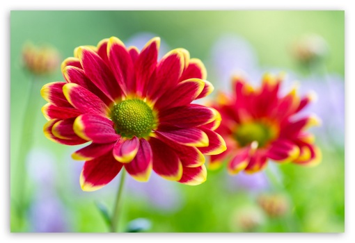 Flowers UltraHD Wallpaper for Fullscreen 3:2 ;