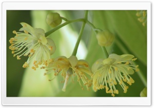 Flowers 42 4K UHD Wallpaper for Widescreen and UltraWide Desktop, UltraHD TV, Smartphone, Tablet