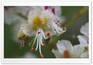 Flowers 43 4K UHD Wallpaper for Widescreen and UltraWide Desktop, UltraHD TV, Smartphone, Tablet