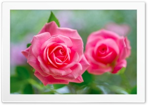 Flowers 4K UHD Wallpaper for Widescreen and UltraWide Desktop, UltraHD TV, Smartphone, Tablet