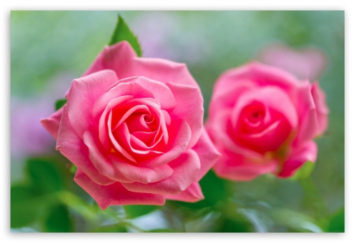 Flowers UltraHD Wallpaper for Fullscreen 3:2 ;