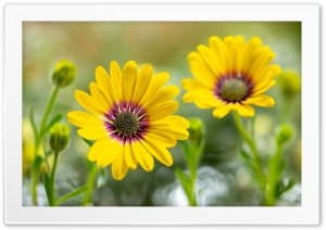 Flowers 4K UHD Wallpaper for Widescreen and UltraWide Desktop, UltraHD TV, Smartphone, Tablet