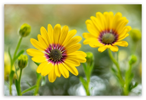 Flowers UltraHD Wallpaper for Fullscreen 3:2 ;