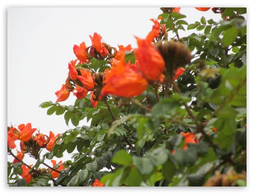 flowers UltraHD Wallpaper for Fullscreen 4:3 ;