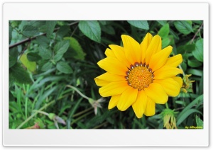 Flowers 4K UHD Wallpaper for Widescreen and UltraWide Desktop, UltraHD TV, Smartphone, Tablet