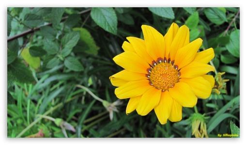 Flowers UltraHD Wallpaper for HD 16:9 ;