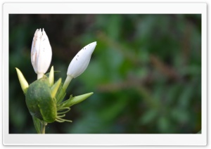 Flowers - DSC 0574 Ultra HD Wallpaper for 4K UHD Widescreen desktop, tablet & smartphone