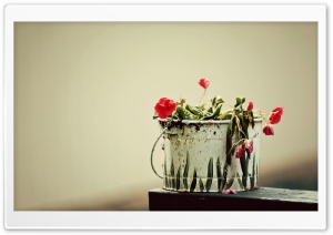 Flowers - Paint Bucket Ultra HD Wallpaper for 4K UHD Widescreen desktop, tablet & smartphone