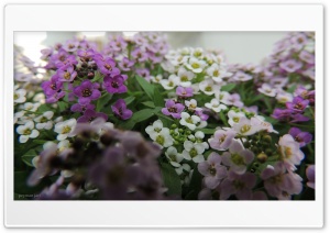 Flowers - Peyman Jari Ultra HD Wallpaper for 4K UHD Widescreen desktop, tablet & smartphone